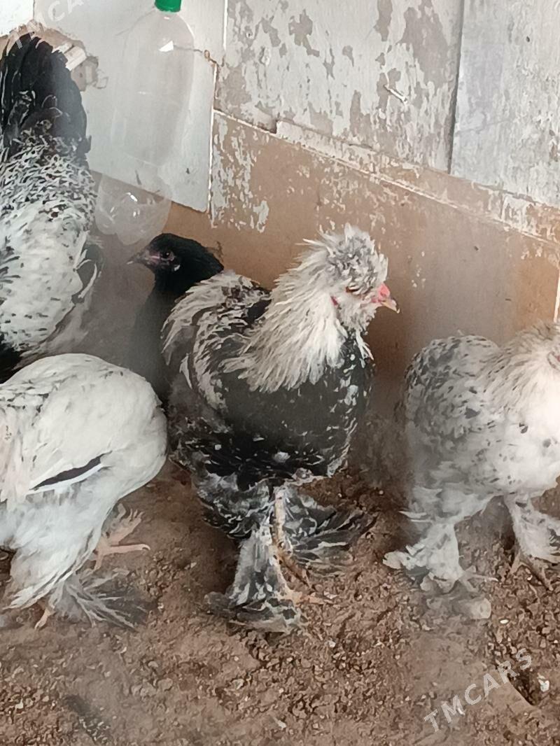 Balgar horozlar 6 aýlyk. - Анев - img 2