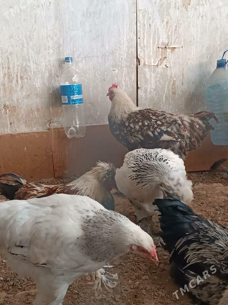 Balgar horozlar 6 aýlyk. - Анев - img 4