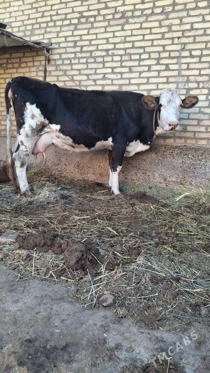 саглык сыгыр - Türkmenabat - img 6