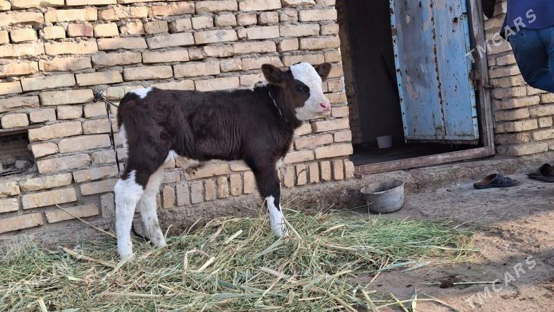 саглык сыгыр - Türkmenabat - img 2