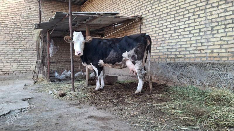 саглык сыгыр - Türkmenabat - img 4