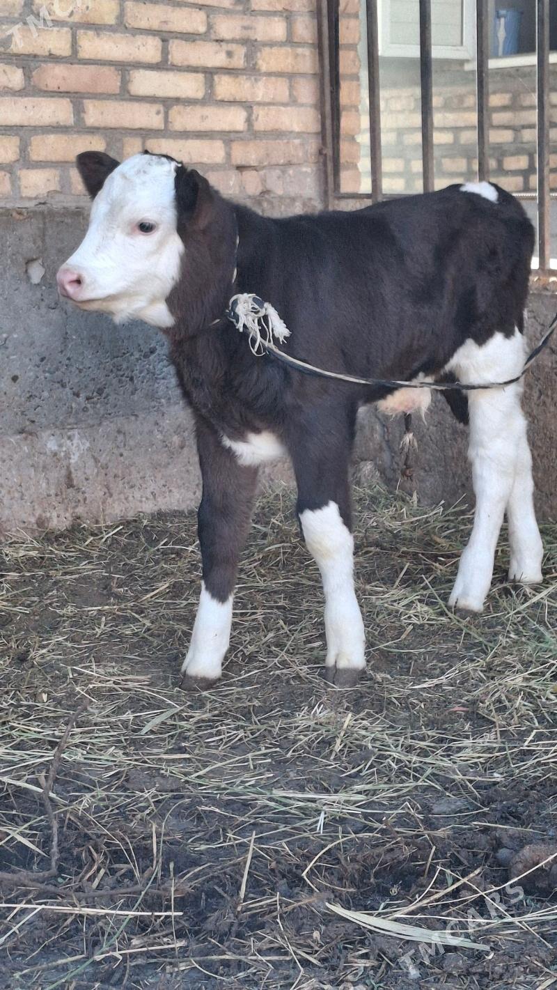 саглык сыгыр - Türkmenabat - img 7