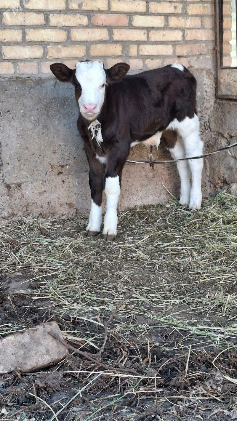 саглык сыгыр - Türkmenabat - img 8