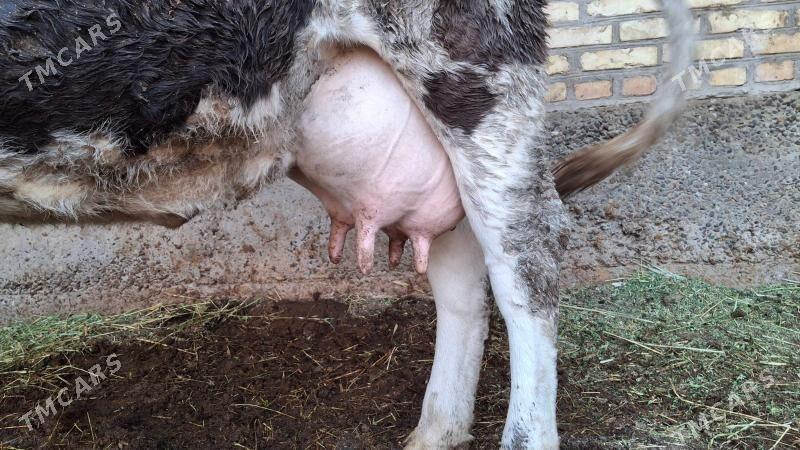 саглык сыгыр - Türkmenabat - img 5