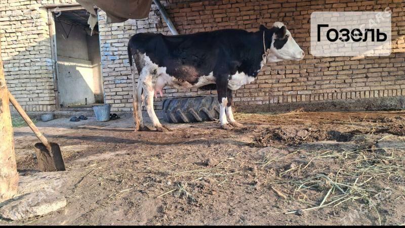 саглык сыгыр - Türkmenabat - img 3