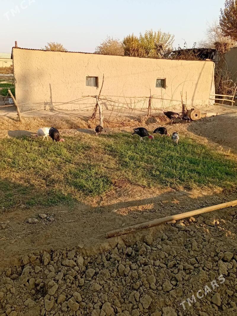 indul induk - Мургап - img 3