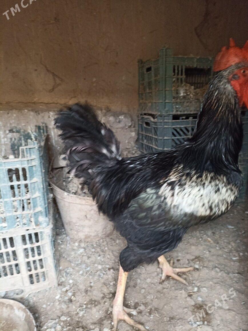 horaz - Гурбансолтан Едже - img 3