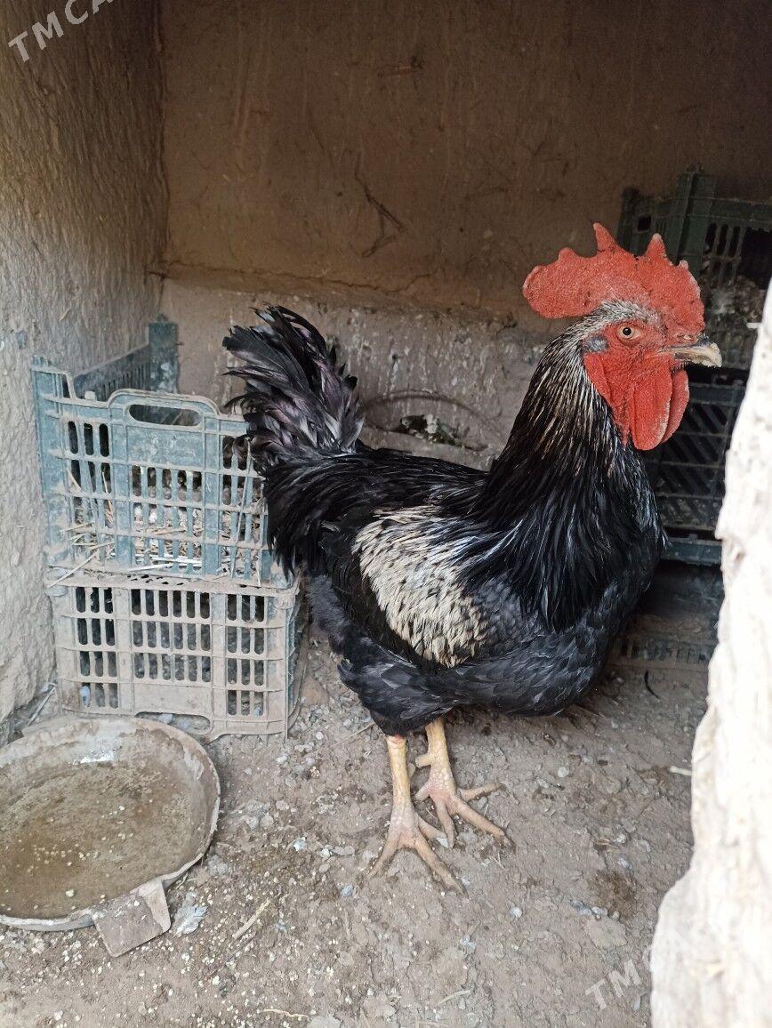 horaz - Гурбансолтан Едже - img 2