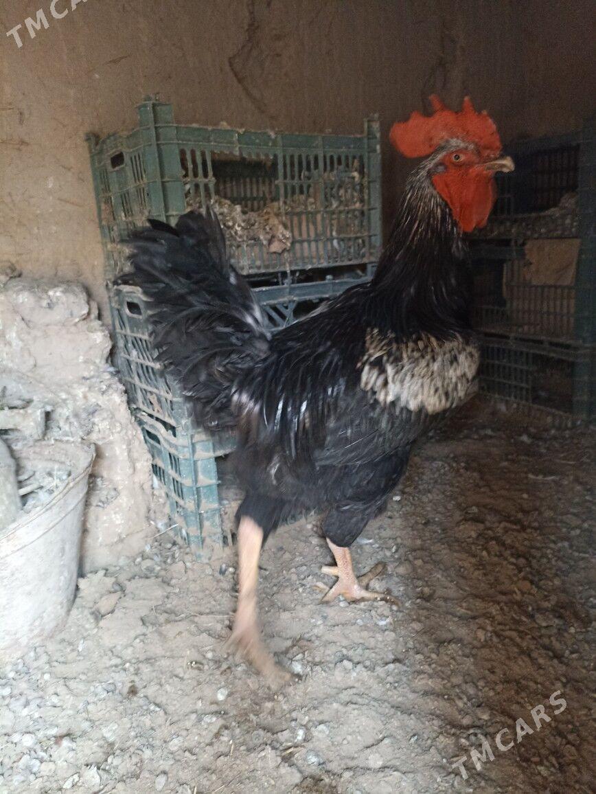 horaz - Гурбансолтан Едже - img 1