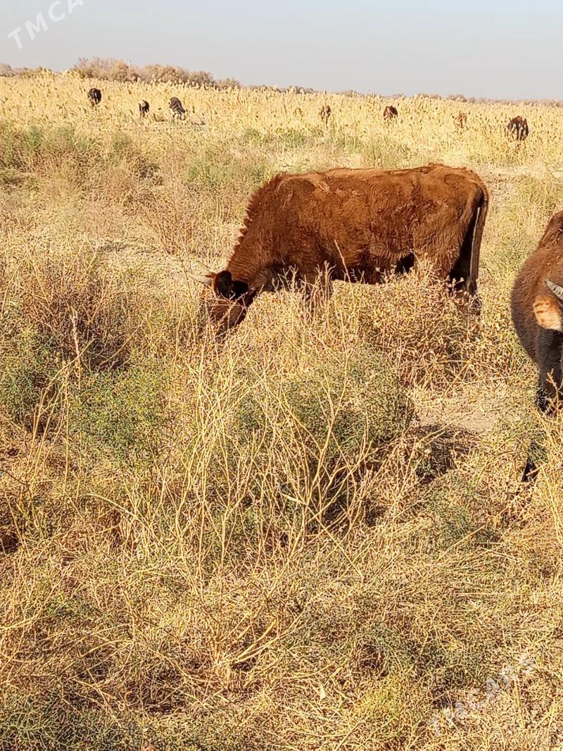 bogaz sygyr - Tejen - img 2