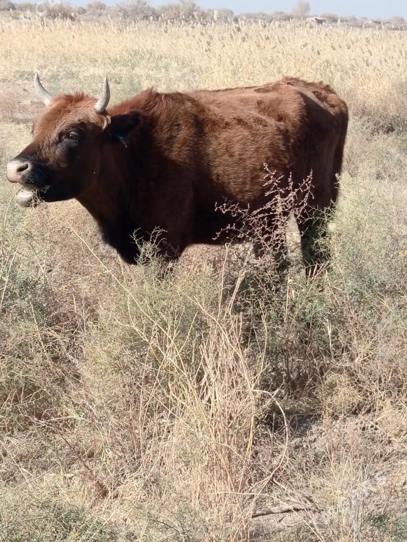bogaz sygyr - Tejen - img 1