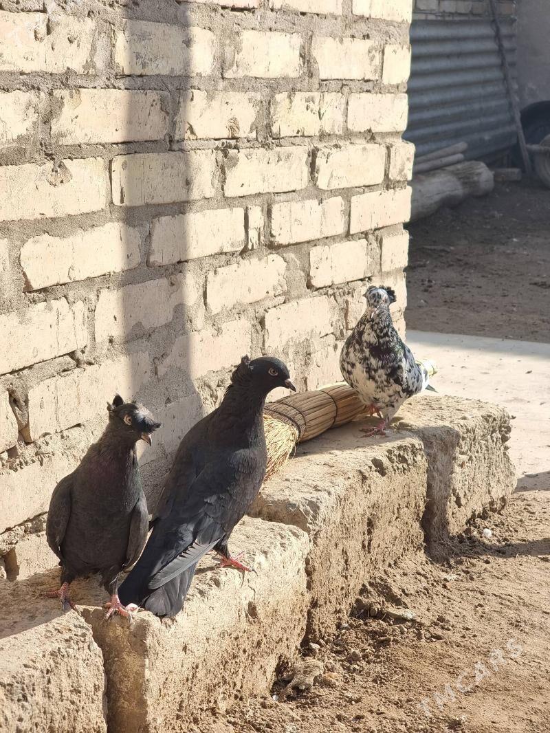 Owadan Guşlar - Türkmenabat - img 2