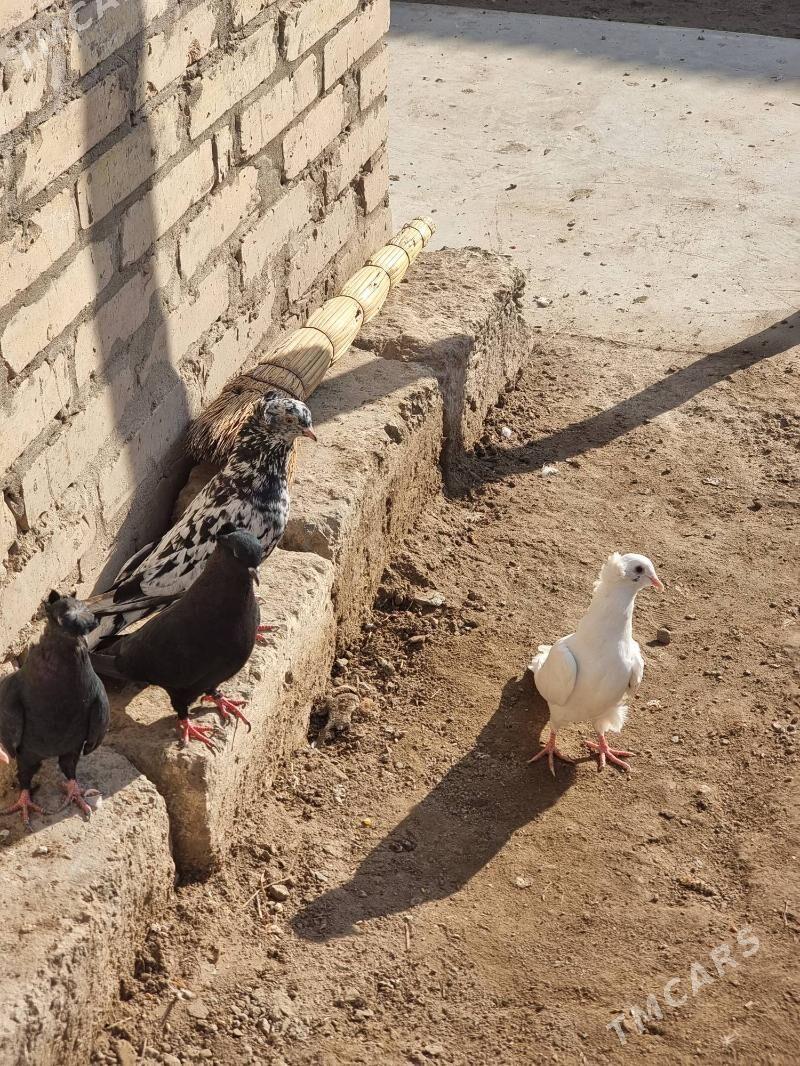 Owadan Guşlar - Türkmenabat - img 6