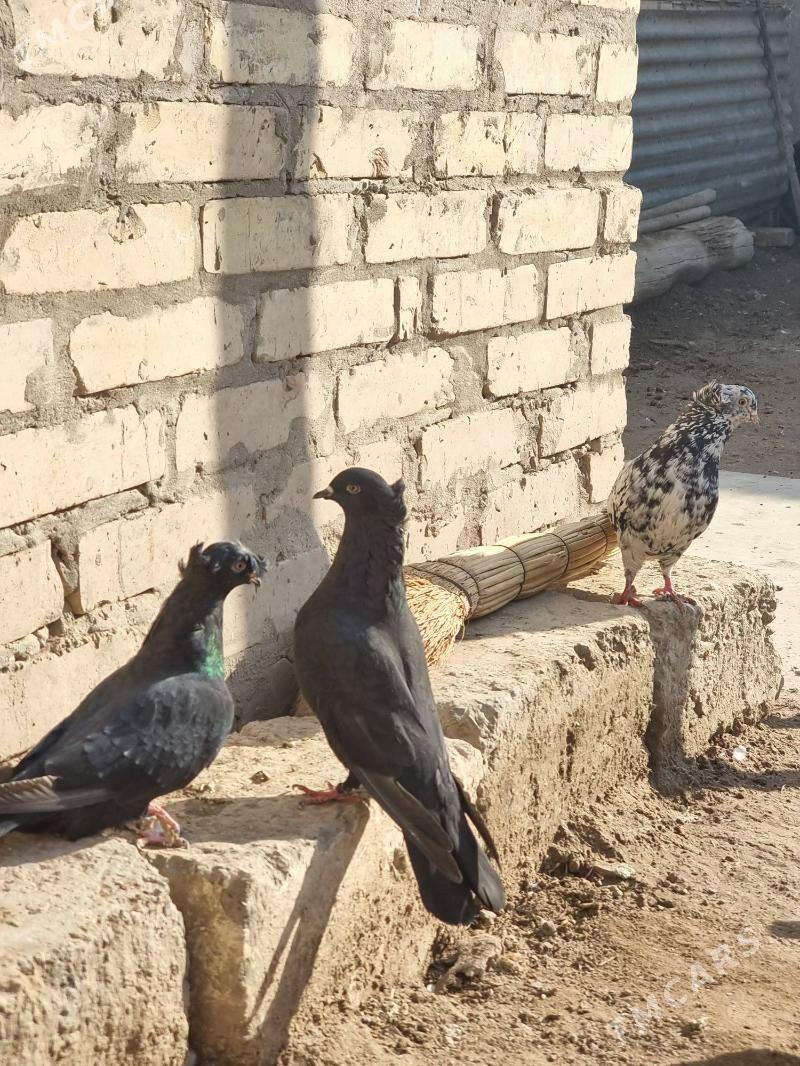 Owadan Guşlar - Türkmenabat - img 4