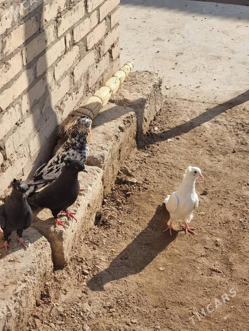 Owadan Guşlar - Türkmenabat - img 7