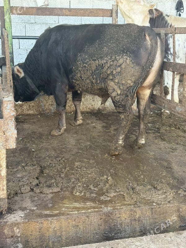 okuz - Бузмеин - img 2