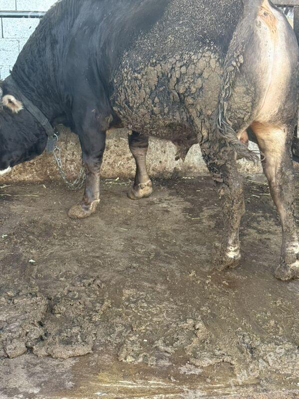 okuz - Бузмеин - img 3