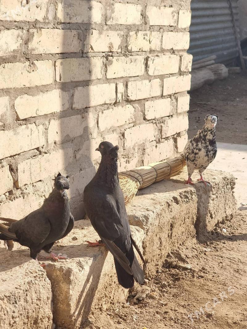 Owadan Guşlar - Türkmenabat - img 3