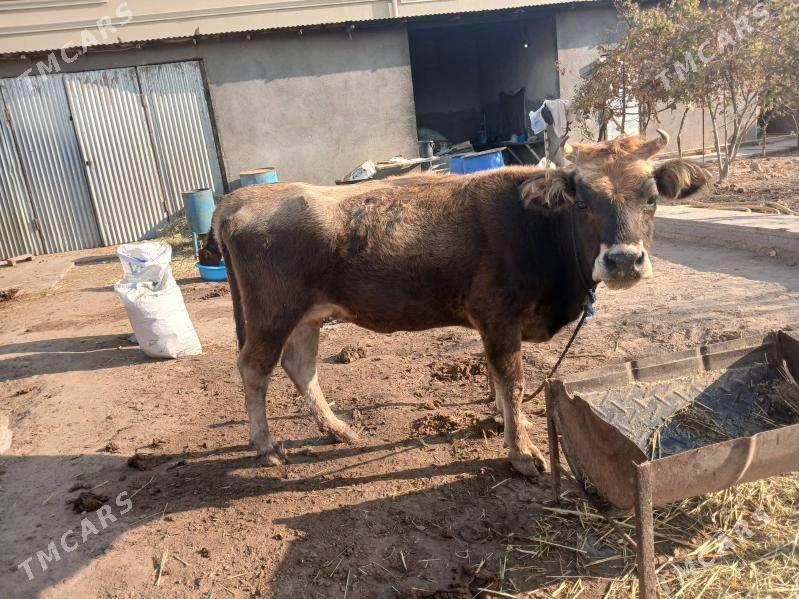 goleler - Ялкым - img 4