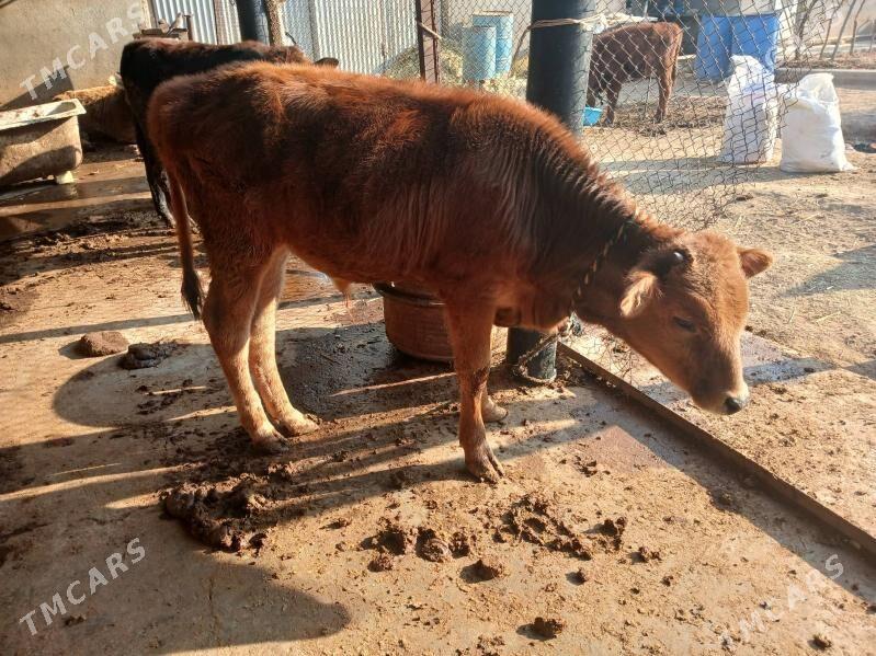 goleler - Ялкым - img 1