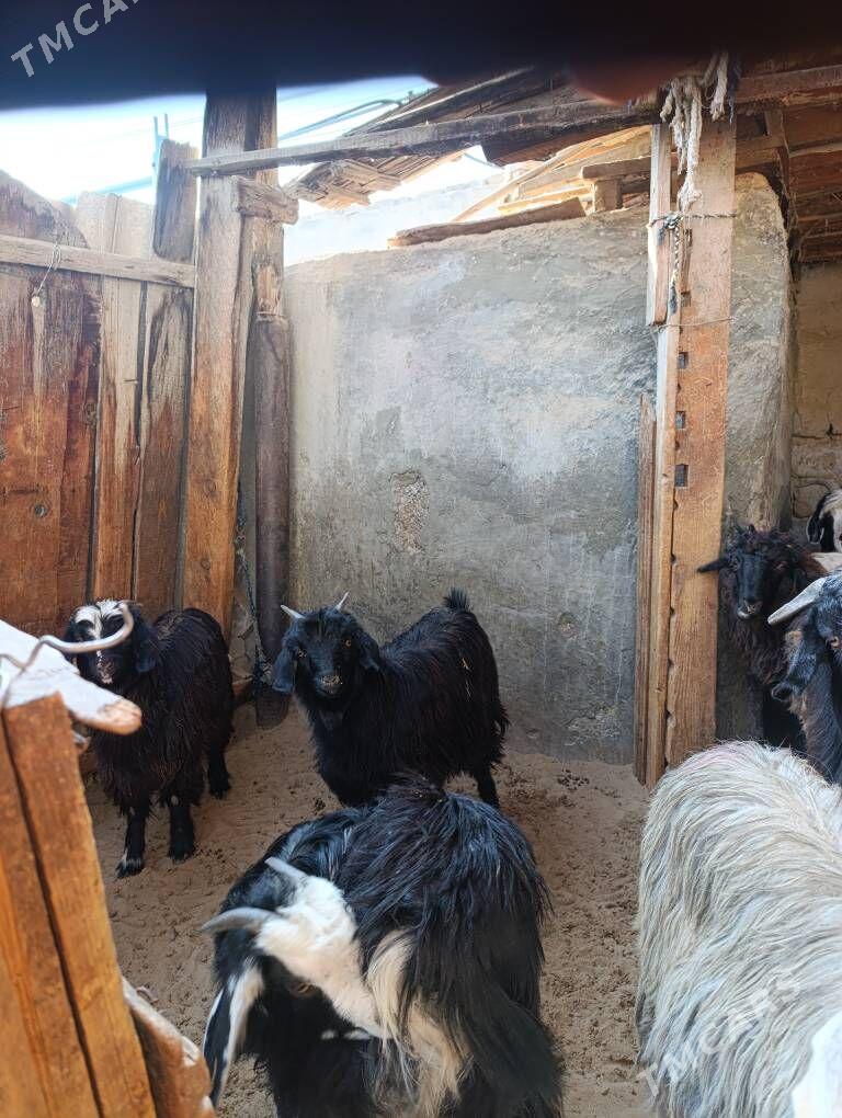 ÇEWIŞ - Hitrowka - img 2