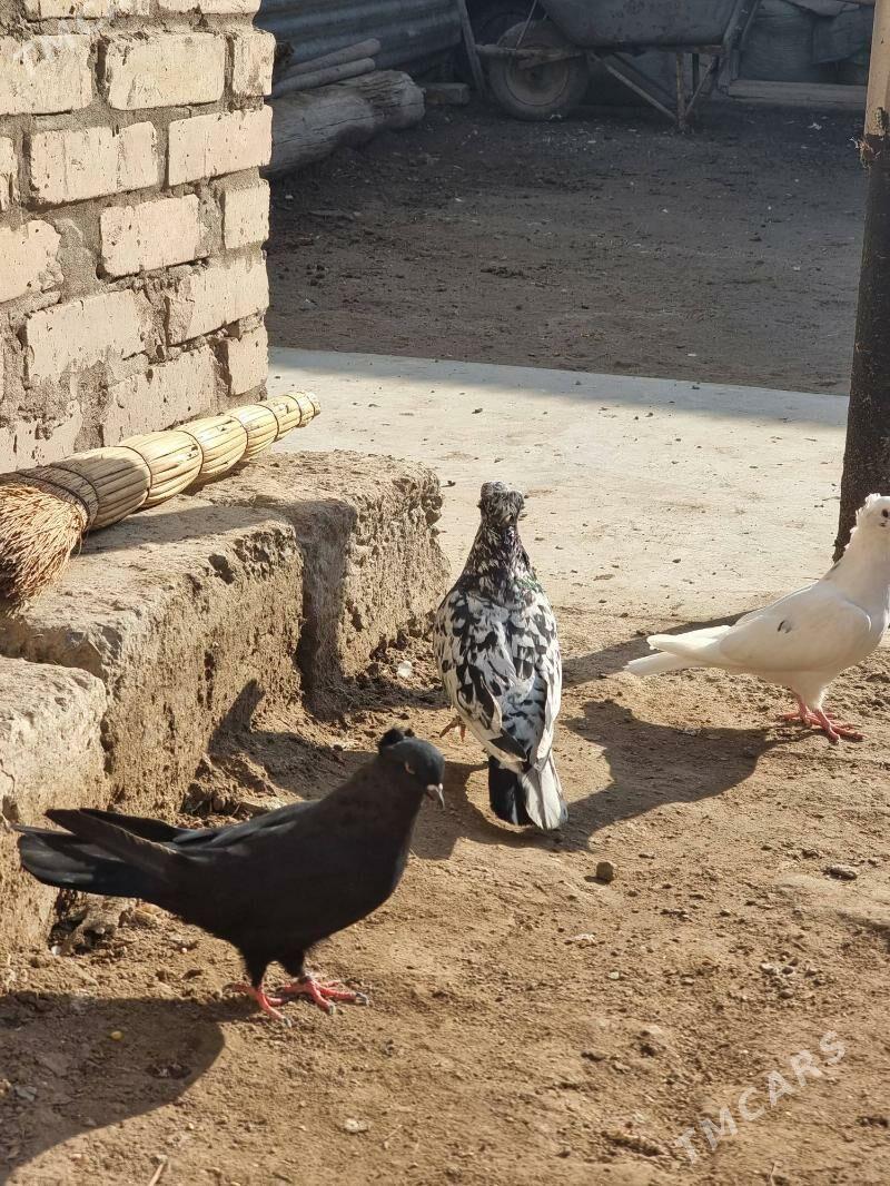 Owadan Guşlar - Türkmenabat - img 5