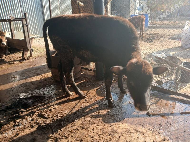 goleler - Ялкым - img 3