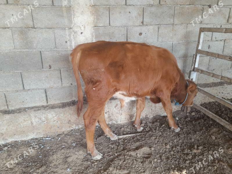 ökuz - Änew - img 6