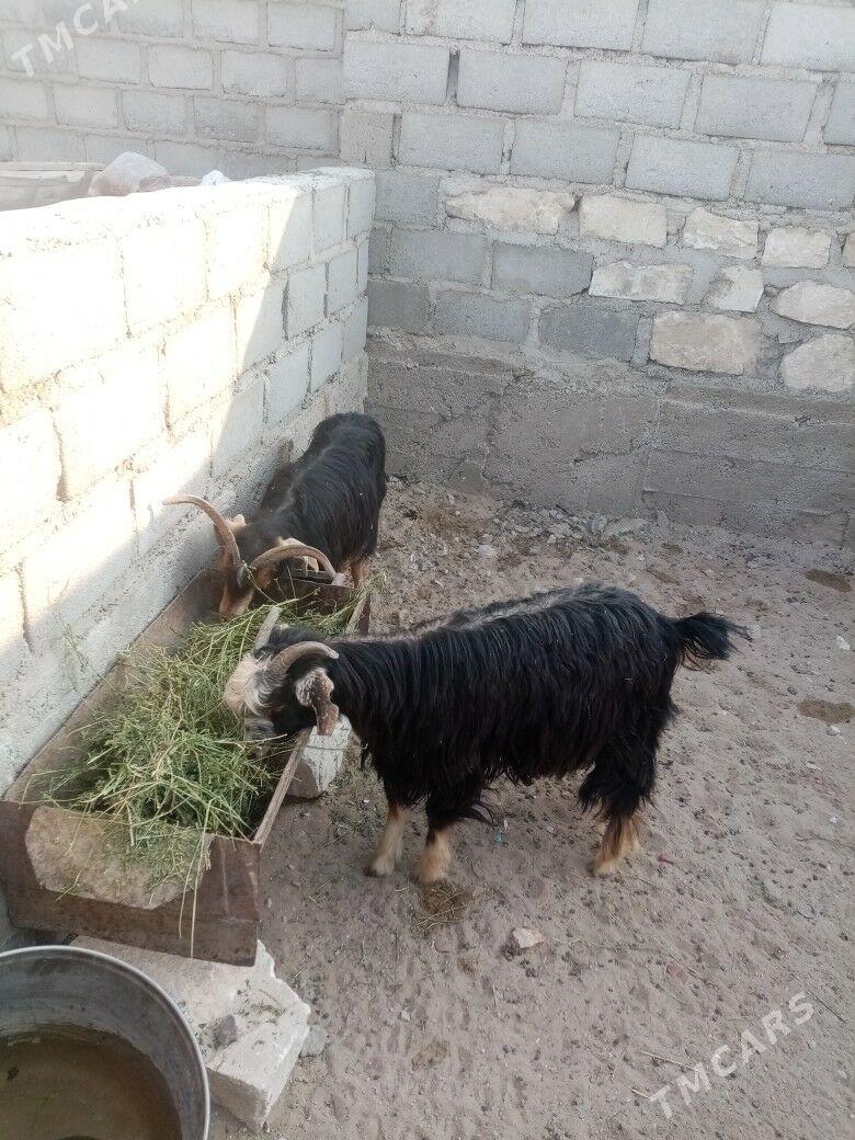 geci - Gumdag - img 2