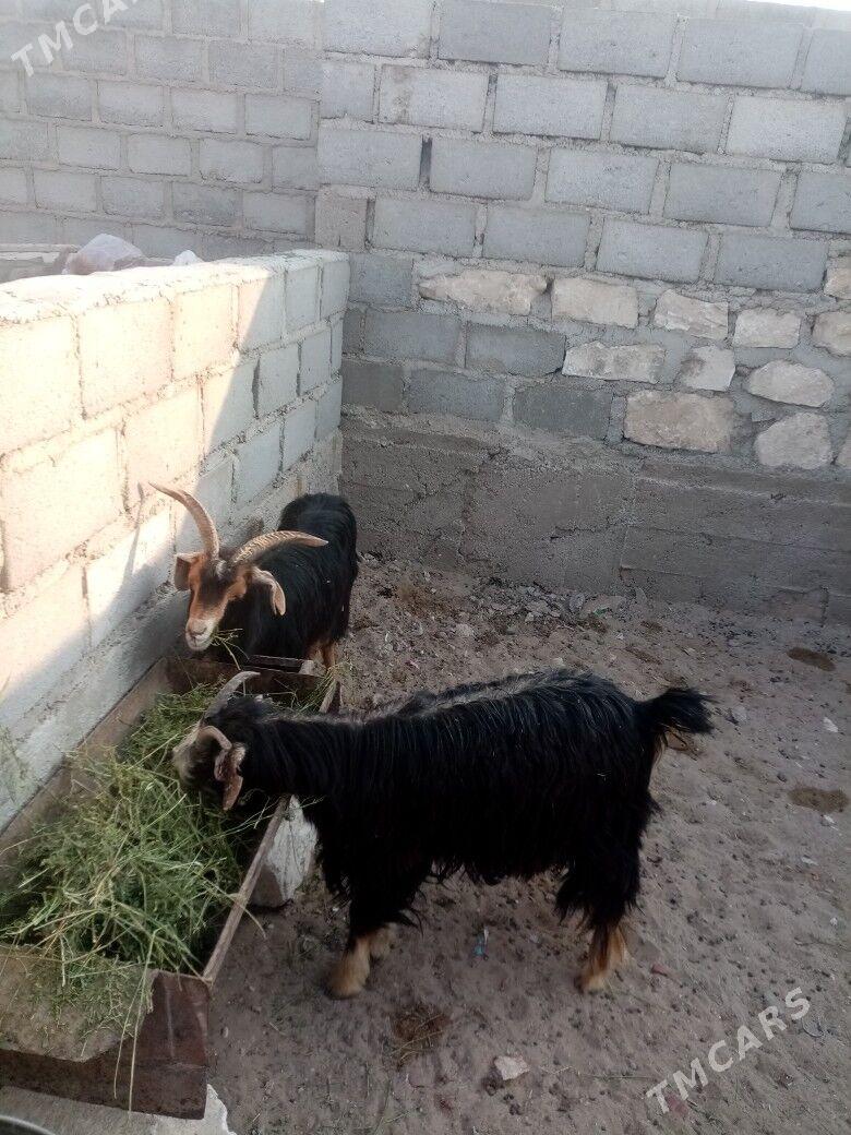 geci - Gumdag - img 1