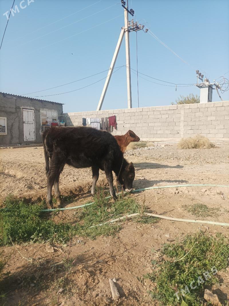 Tuwe ikisany - Гарадамак - img 5