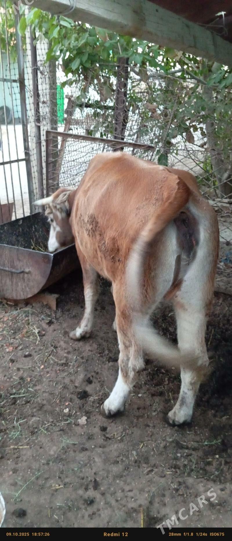 sygyr - Jebel - img 2