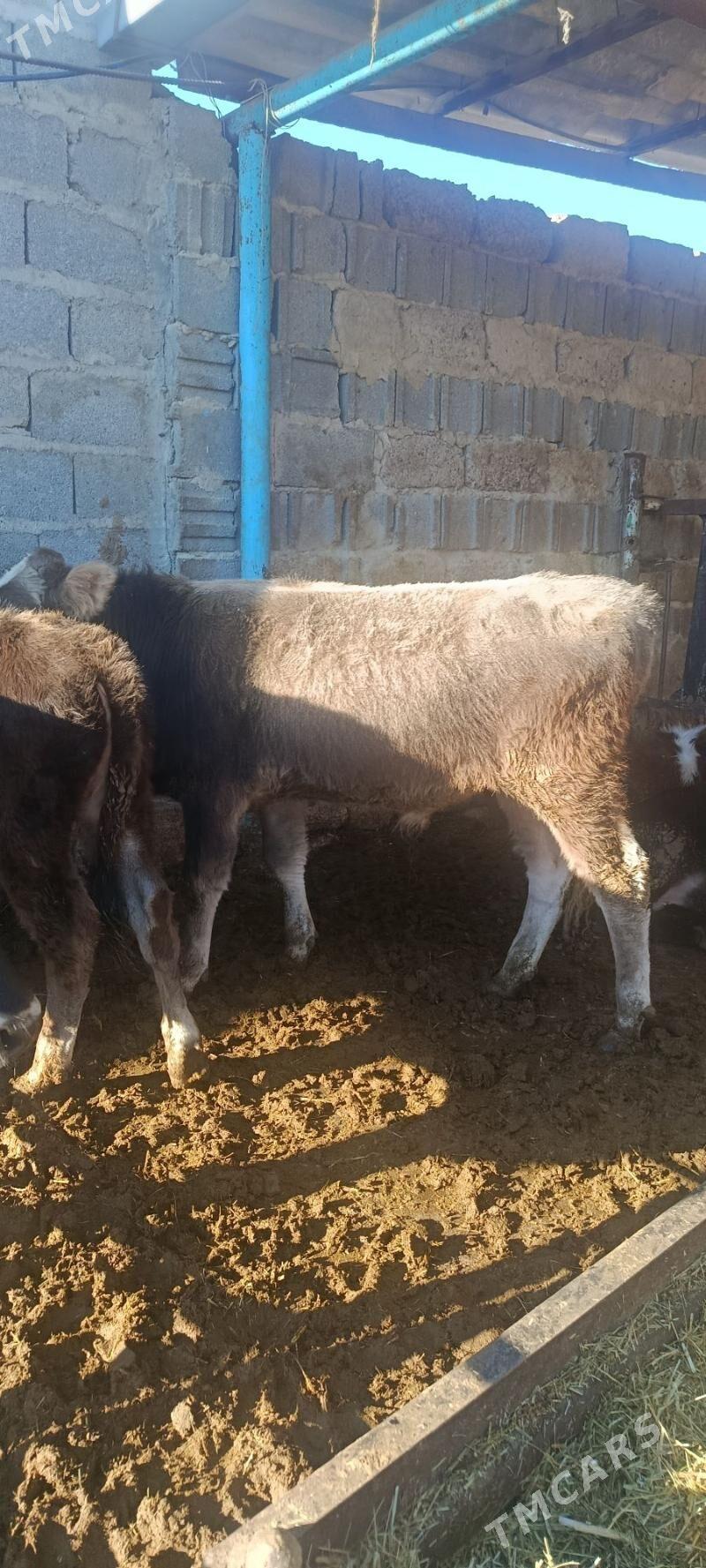 okuz 5 sani - Бахарден - img 5