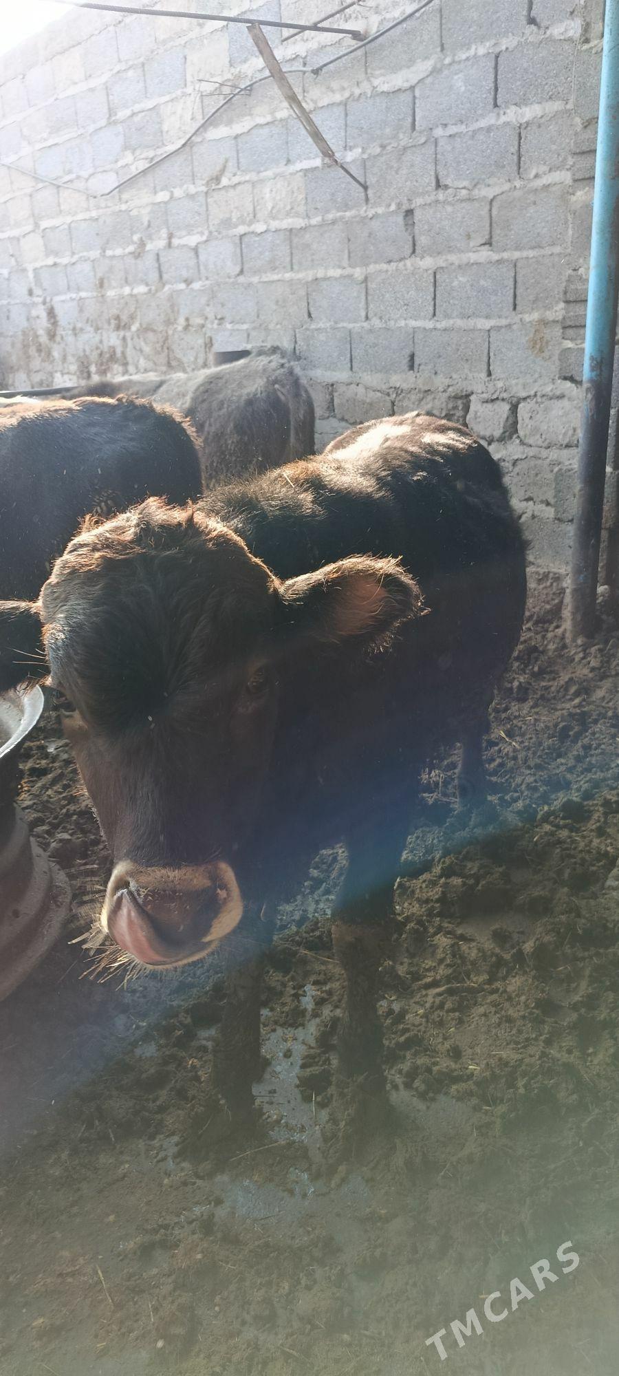 okuz 5 sani - Бахарден - img 3