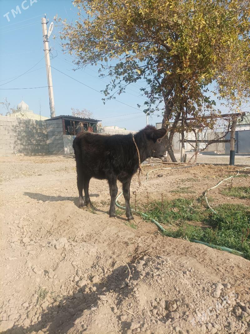 Tuwe ikisany - Гарадамак - img 4