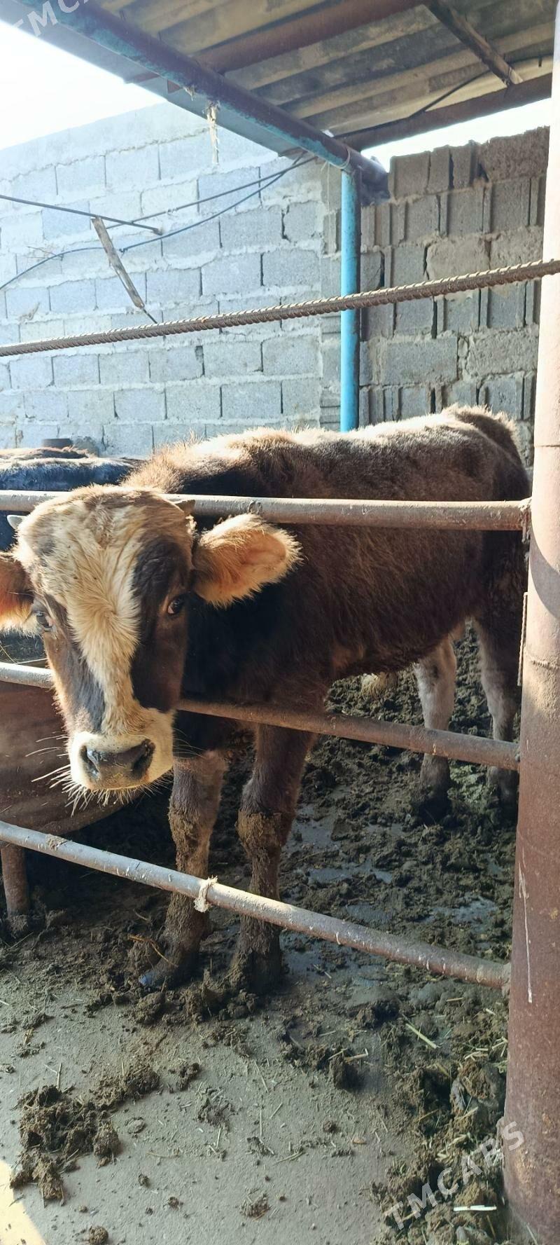 okuz 5 sani - Бахарден - img 2