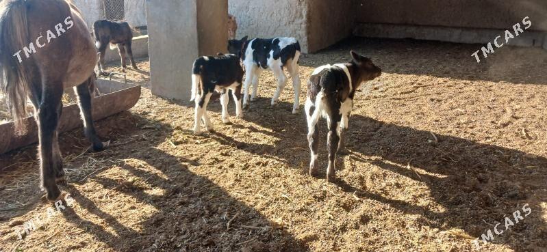 Göleli sygyr - Кака - img 6