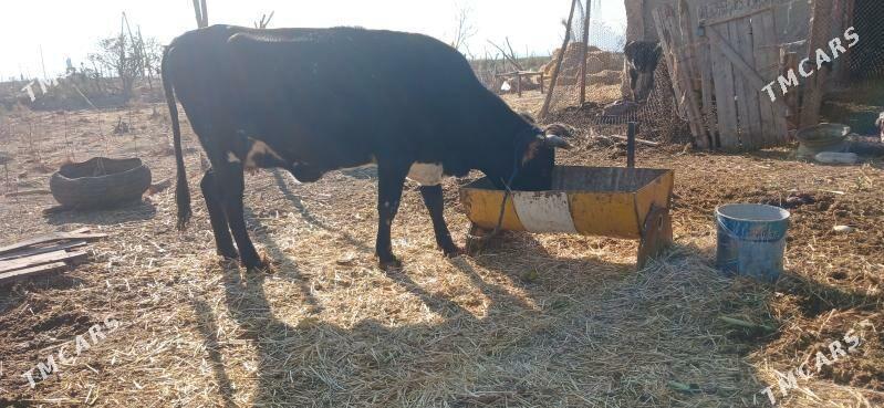 Göleli sygyr - Кака - img 2