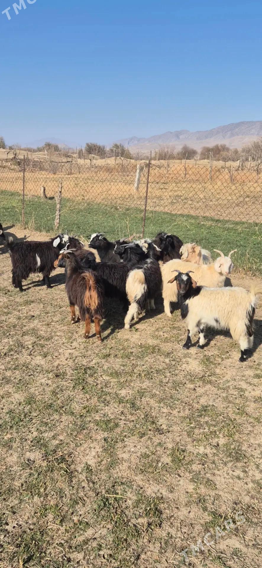 cabisler - Bäherden - img 4