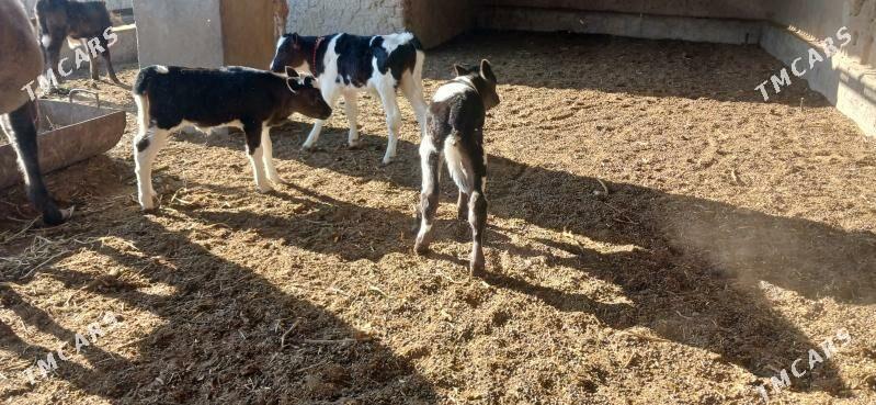 Göleli sygyr - Кака - img 5