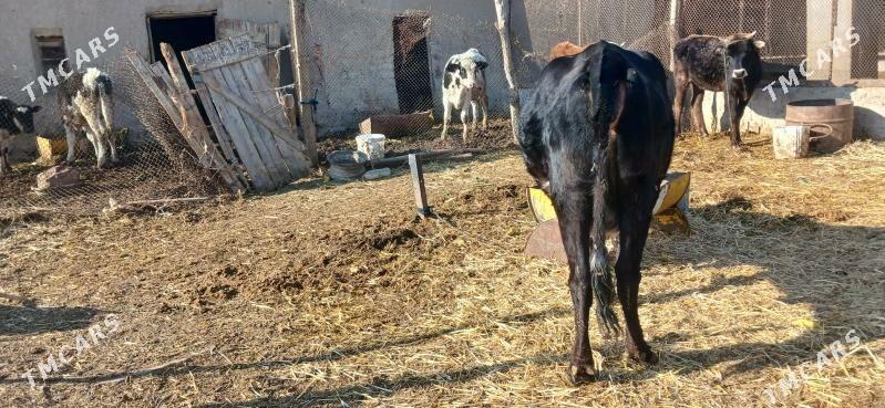 Göleli sygyr - Кака - img 4