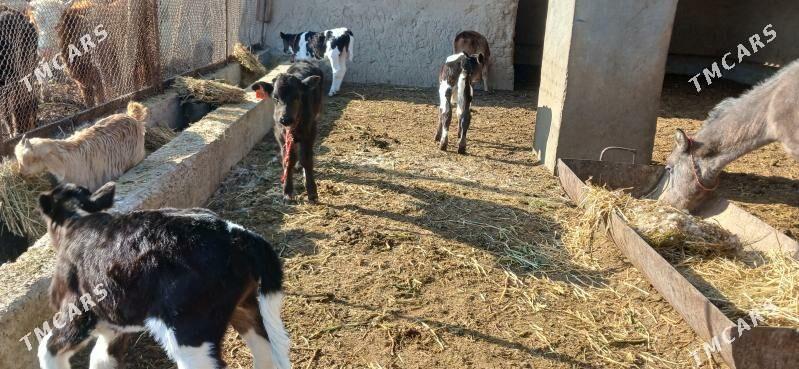 Göleli sygyr - Кака - img 8