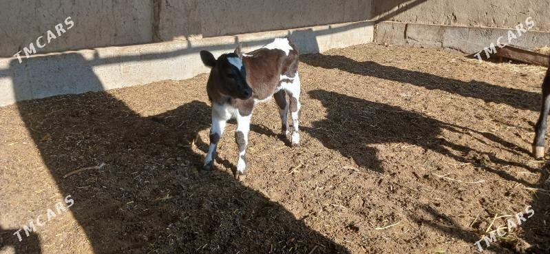 Göleli sygyr - Кака - img 9