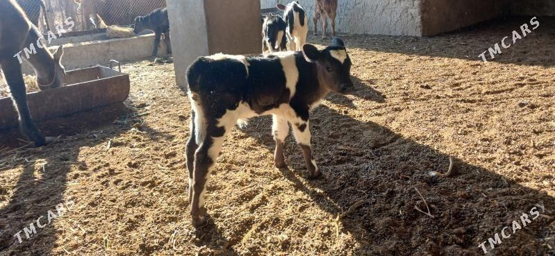 Göleli sygyr - Кака - img 7