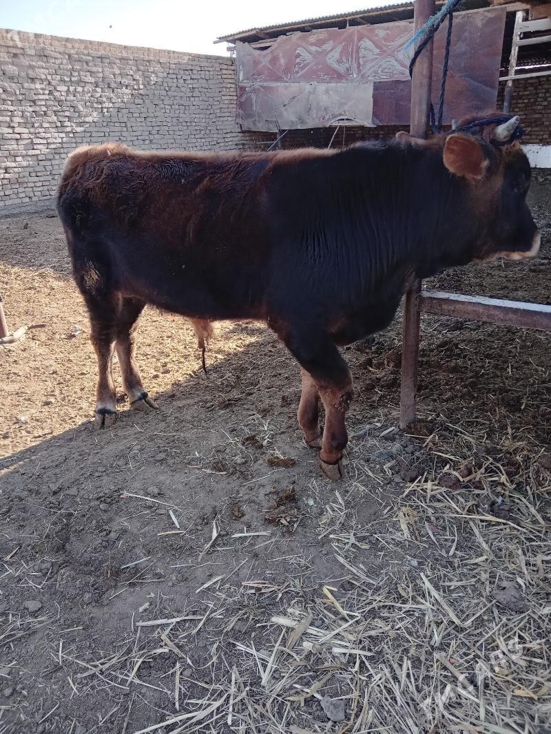 öküzler - Baýramaly - img 4