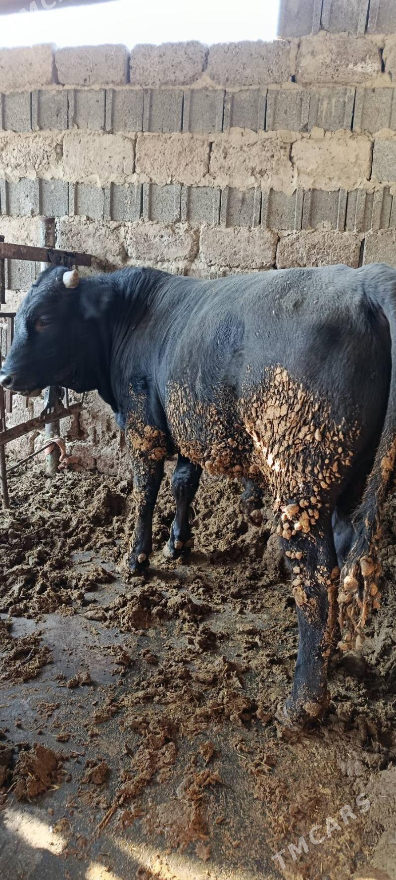 okuz 2 sani - Бахарден - img 2