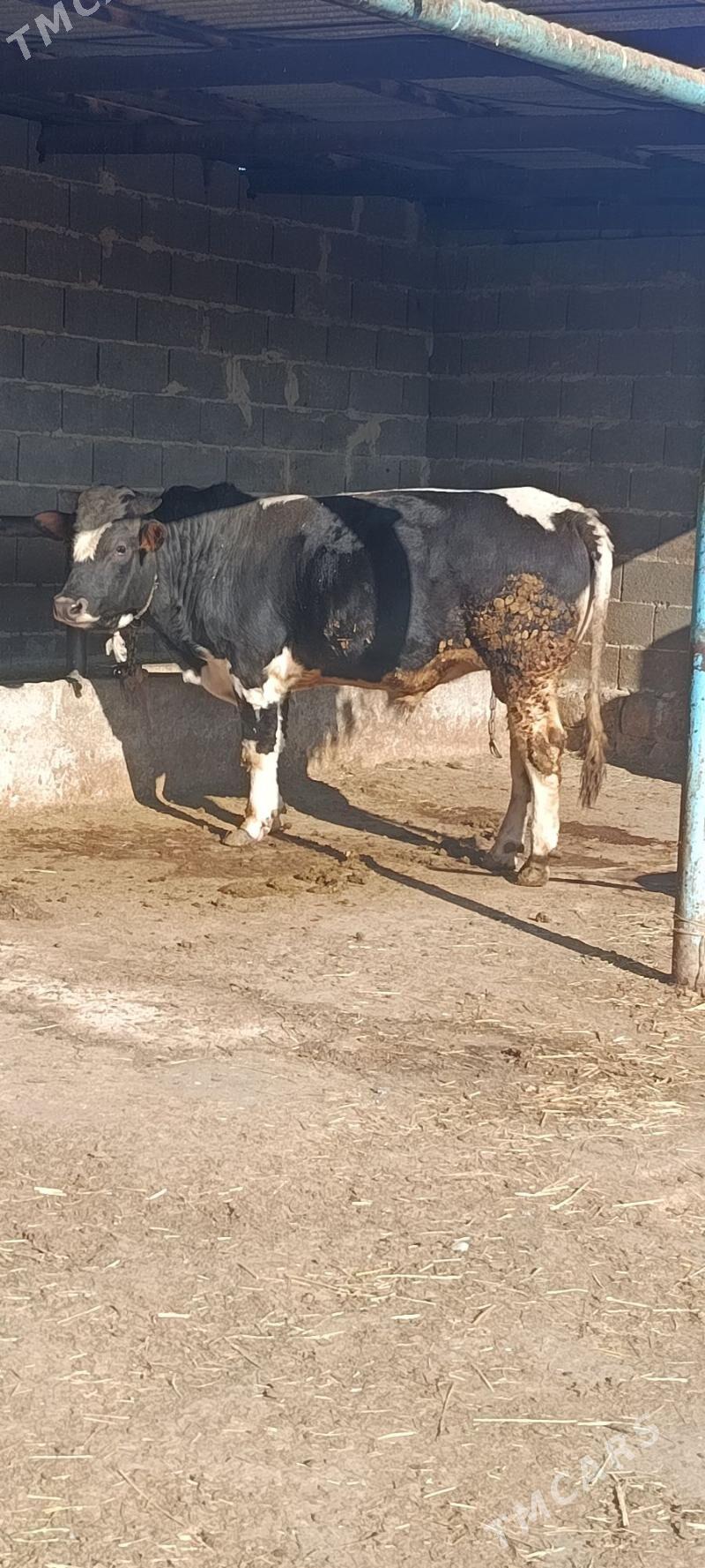 okuz 2 sani - Бахарден - img 3