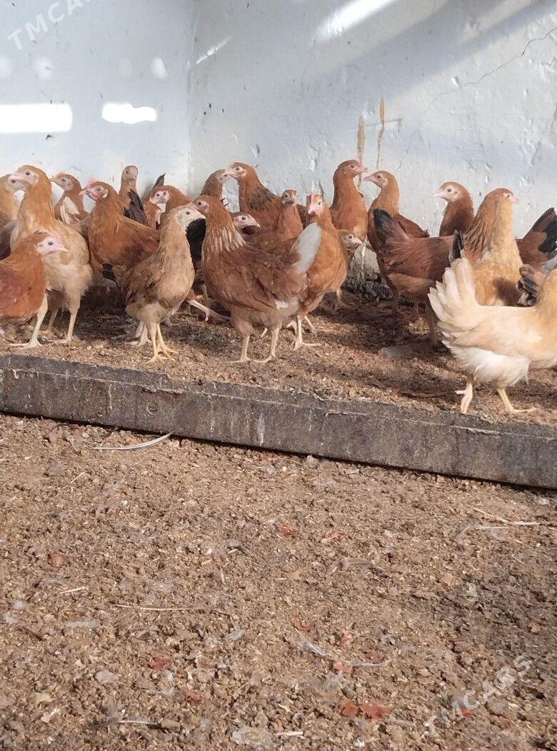 jüje - Bäherden - img 3