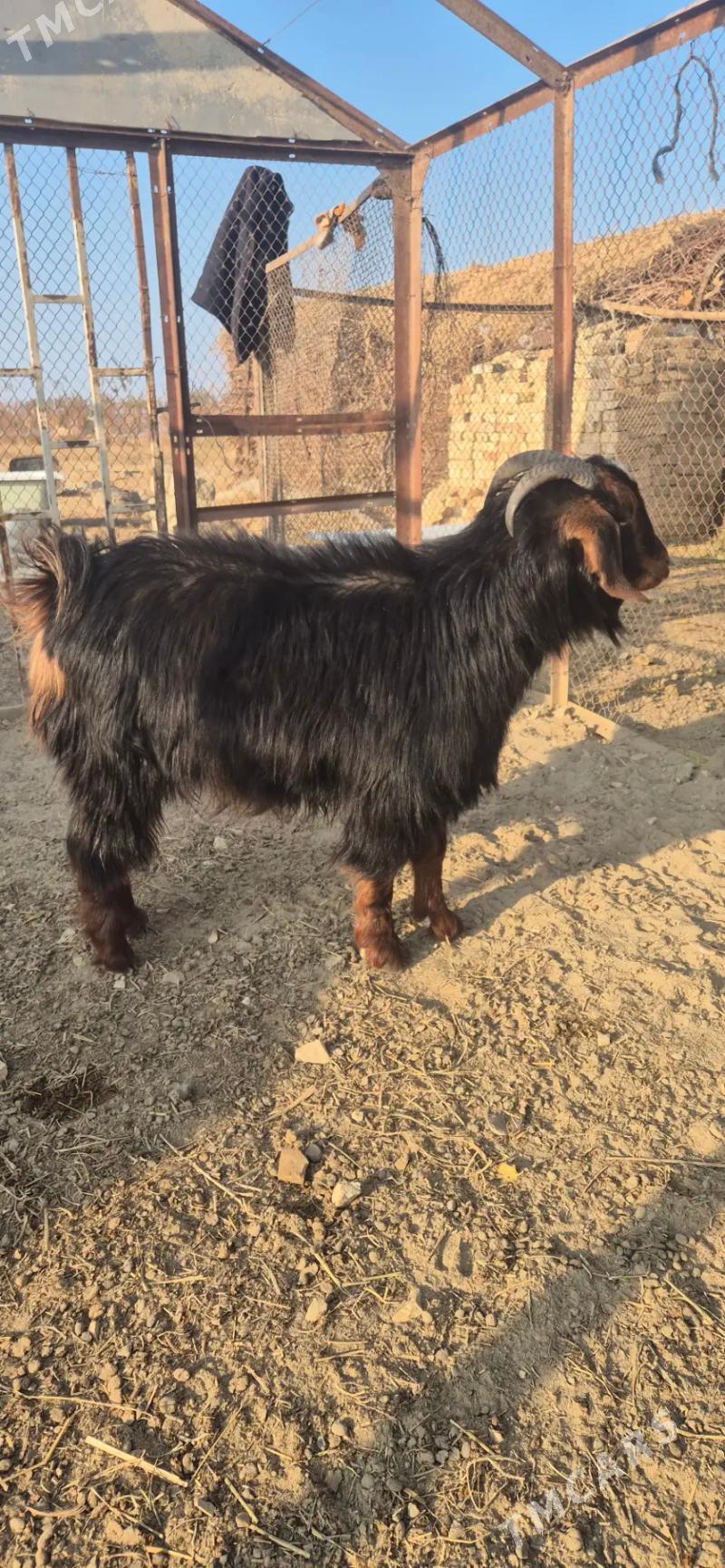 Dog - Bäherden - img 2