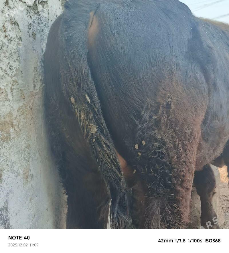 şatlyk ökuzler - Bereket - img 7